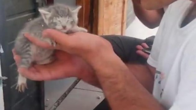Yavru kedi, skt duvar krlarak kurtarld
