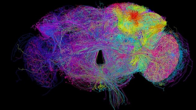 Sirke sinei beyninin, 21 milyon fotoraftan oluan 3 boyutlu resmi ekildi