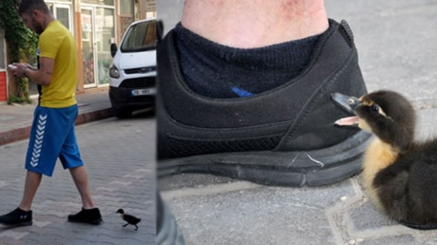 Bursa'da bir rdek yavrusu sahibinin peinden ayrlmyor 