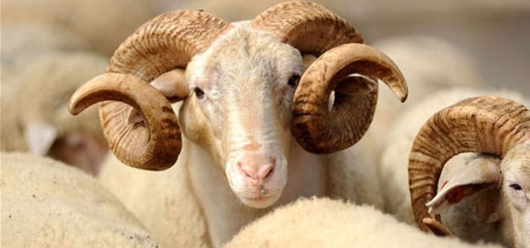 Hayvan pazar�nda �kurban� hareketlili�i