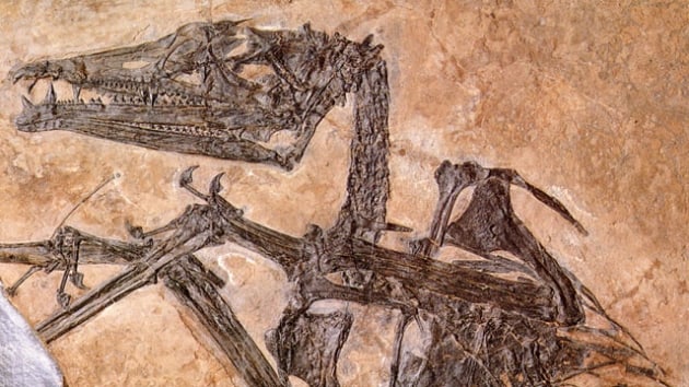 in'de 174 milyon yllk dinozor fosili bulundu