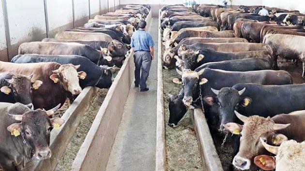 Pazarlklar balad en dk fiyat 800