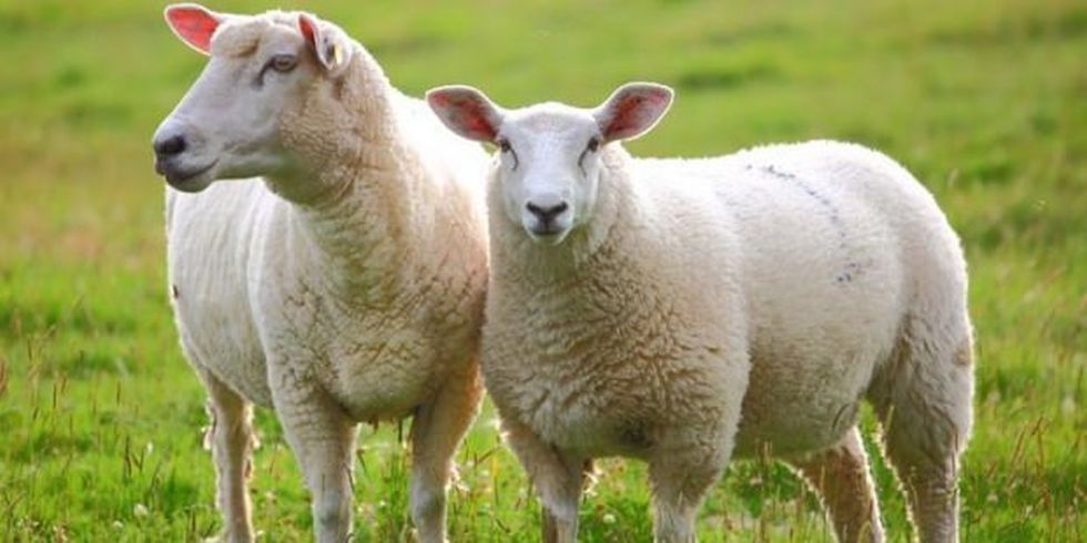 Kurbanl�k fiyatlar� a��kland�