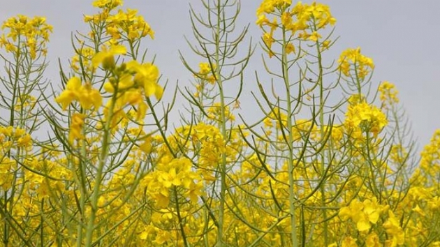 iftilere 'kanola tohumu' uyars