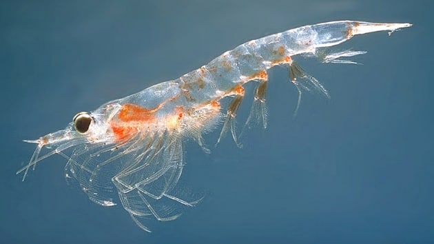 ABD evre Koruma Ajans, Great Lakes blgesindeki Eria Gl'nde iki yeni zooplankton tr kefedildiini aklad