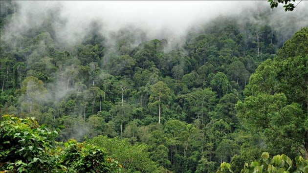 Amazonlar'da kuraklk karbon emilimini tersine eviriyor