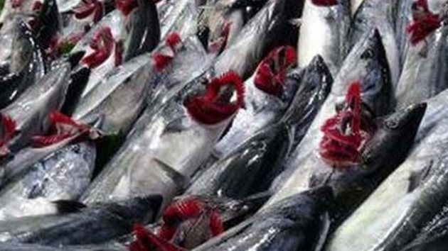 Bat Karadenizli balklar palamutla sevindi