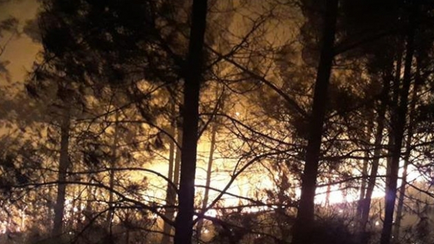 Adana'da kan orman yangn kontrol altna alnmaya allyor