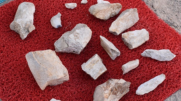 10 milyon yl nce yaam fil fosillerini oban buldu