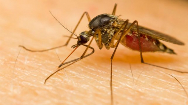 Bilim insanlar DNA'sn hackledii sivrisineklerin kkn kuruttu