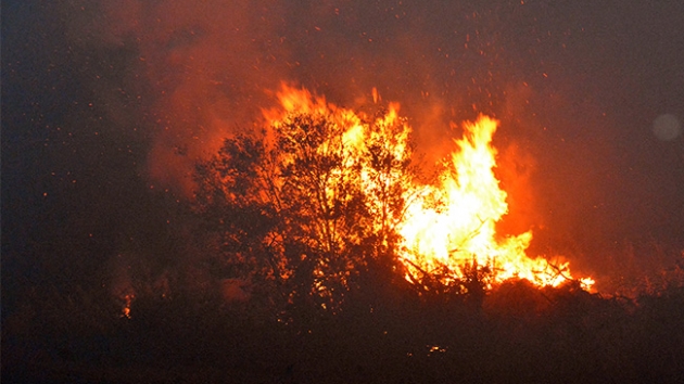Aydn'da makilik alanda yangn kt