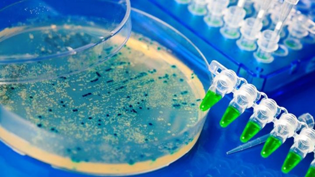 Uyku moduna geen bakteriler antibiyotiklerden saklanabiliyor