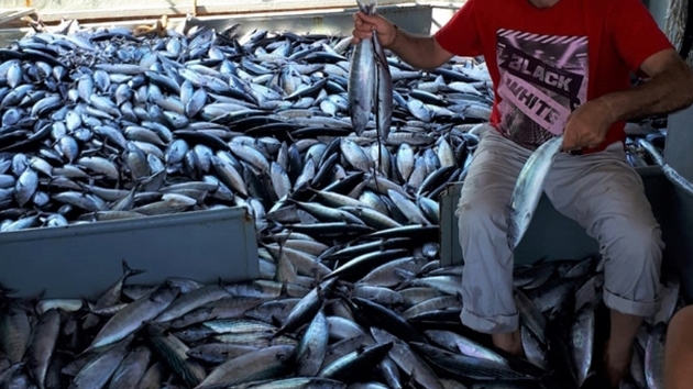 Palamut balklarn yzn gldrd