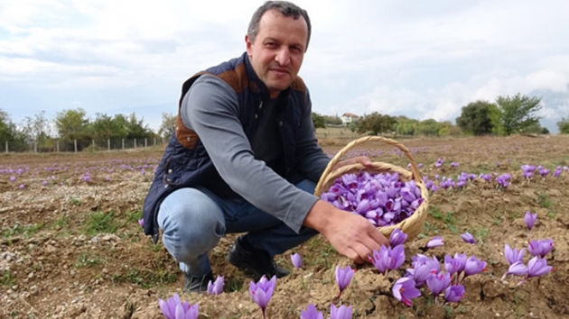 Safranbolu'da kilosu 30 bin TL'den safran hasad