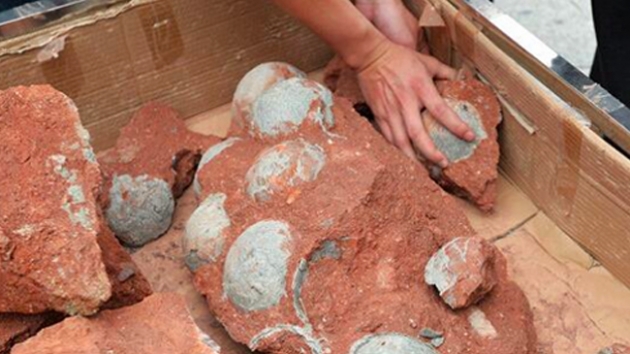 inde 80 milyon yllk dinozor yumurtas fosilleri bulundu  