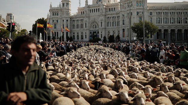 Madrid'de koyunlar ehir merkezine indi