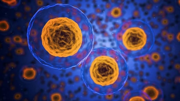 sveli ve ngiliz bilim adamlar, bir tr protein kompleksi olan yeni bir insan hcre yaps kefetti.