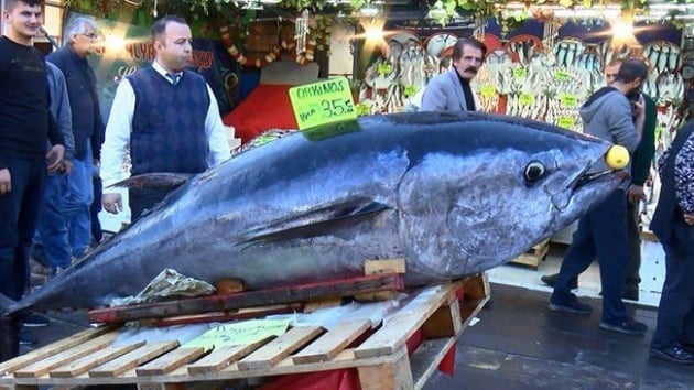 2 metre 60 santim uzunluundaki ve 290 kilogram arlndaki dev orkinos bal vatandalardan youn ilgi grd