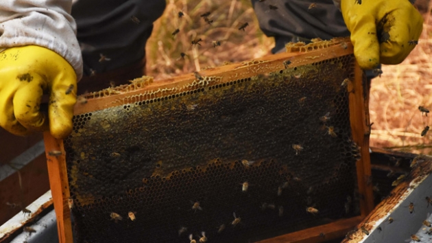 Trkiye Ar Yetitiricileri Merkez Birlii Bakan ahin: am bal retim miktarn Mula ayakta tuttu