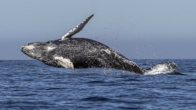 Bilim insanlar balinalar uzaydan sayyor