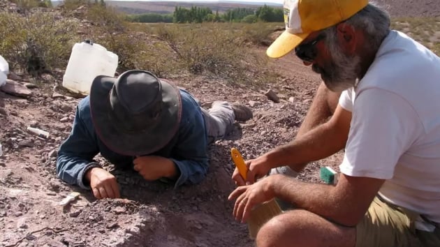 Arjantin'de 110 milyon yl ncesine ait dinozor fosilleri bulundu