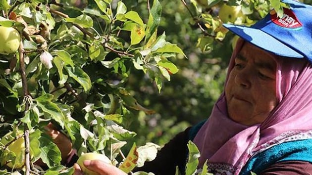 Erzincan'da yetitirilen elmalar Fransa ve spanya'ya gnderiliyor