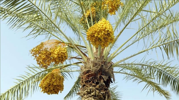 Katar'da Kur'an Botanik Bahesi kuruldu