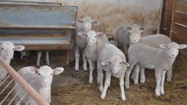 Tekirda'da kimlii belirsiz kiiler, bahedeki 2 kpei zehirli etle ldrdkten sonra girdikleri ahrdan 40 koyun ald