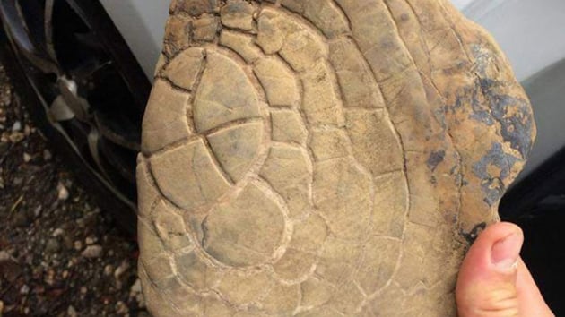 Tarihi eser kaaklar fosille yakaland