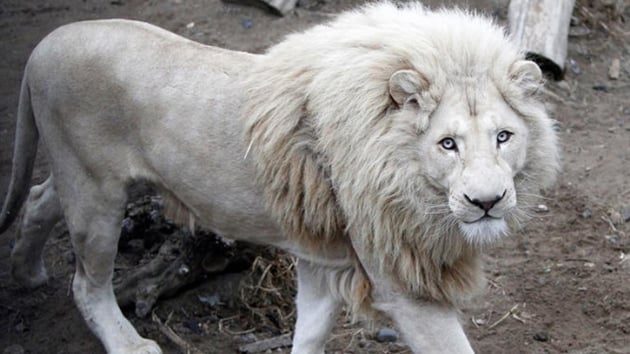 Beyaz aslann ak artrmayla satlaca iddias Gney Afrika'y kartrd