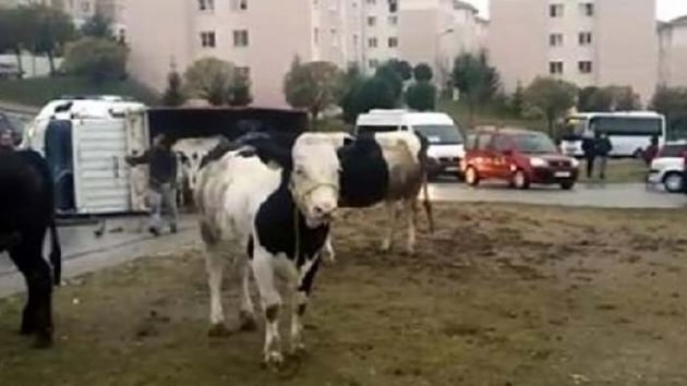 Edirne'de kamyonet midibsle arpt, kasadaki inekler yola savruldu