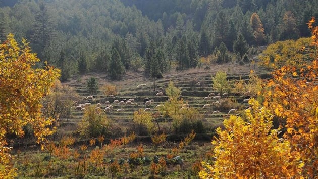 Hayvan yetitiricisine 12 milyon hektarlk yeni otlatma alan