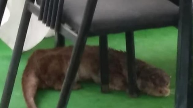 anlurfa'da su samuru bulundu