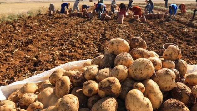 Malatya'da yerli tohum patates hasad