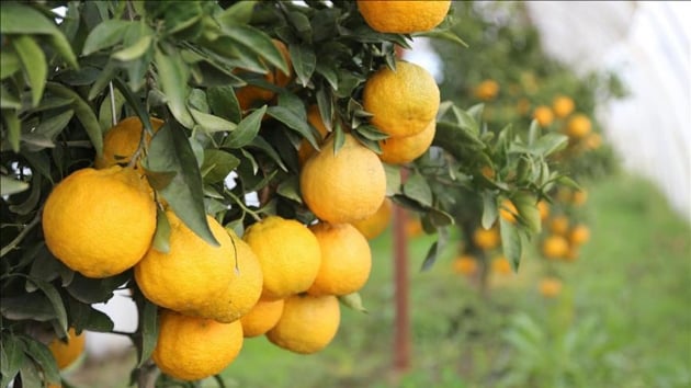 Petrol lkesi Azerbaycan tarm gelitiriyor