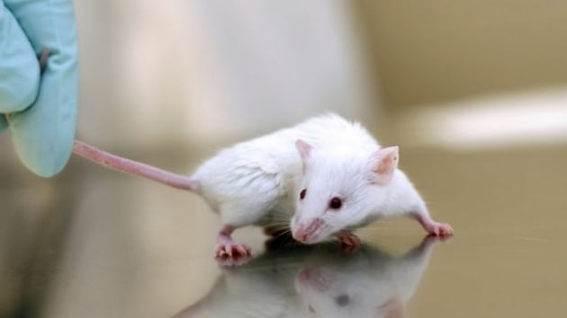 Rahmi alnan farelerde hafza sorunu tespit edildi