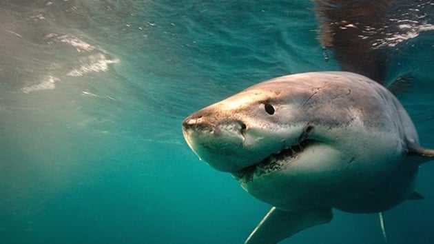 Avustralyada kpek bal saldrs 