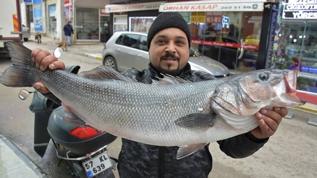 Sinop'ta 10 kiloluk levrek srprizi  