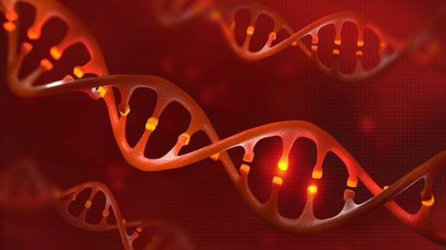 Yeni bulunan CRISPR teknii ile genler kesilip deitirilmeden obezite engellenebilir