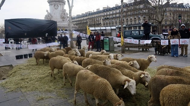 Paris'te koyunlarnn telef olduunu syleyen kyller gsteri dzenledi