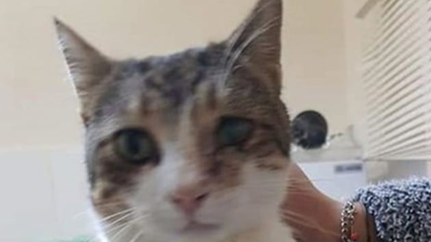  Antalya'da tfekle vurulan kedi tedavi edildi 