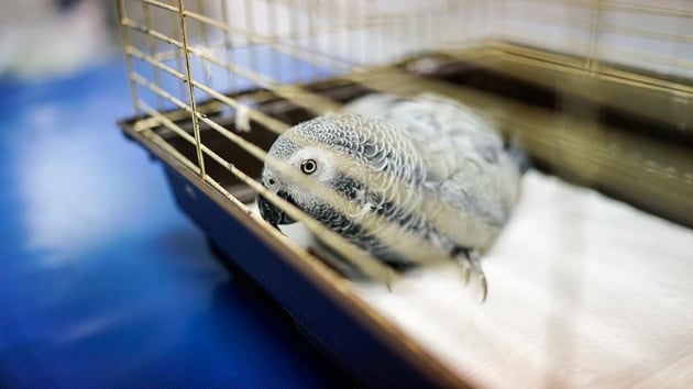 iddete urayan papaan ld