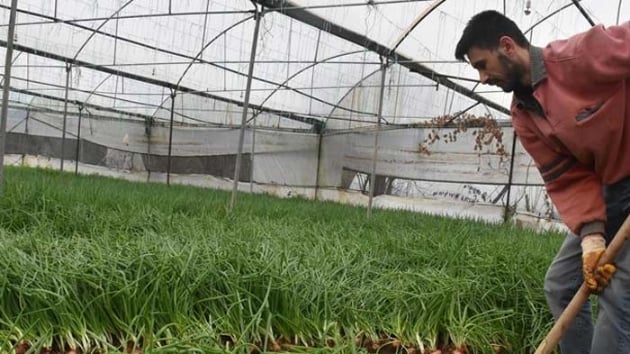 Bilecik'te seralarda hasat heyecan