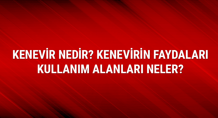 Kenevir nedir? Kenevirin faydalar� ve kullan�m alanlar� neler? 