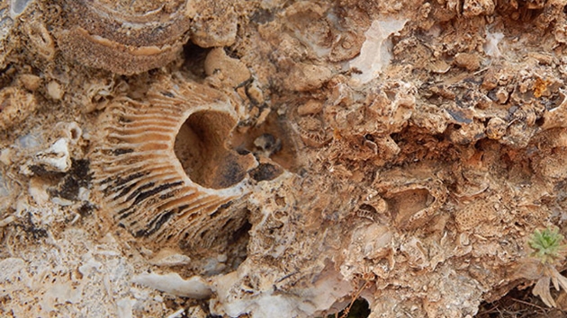 Doa yrynde, 98 milyon yllk deniz canls fosil yata buldu 
