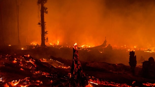Yeni Zelanda'daki orman yangnnda acil durum ilan edildi