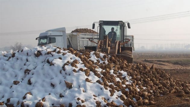 Pancardan eker retiminin oran artrld