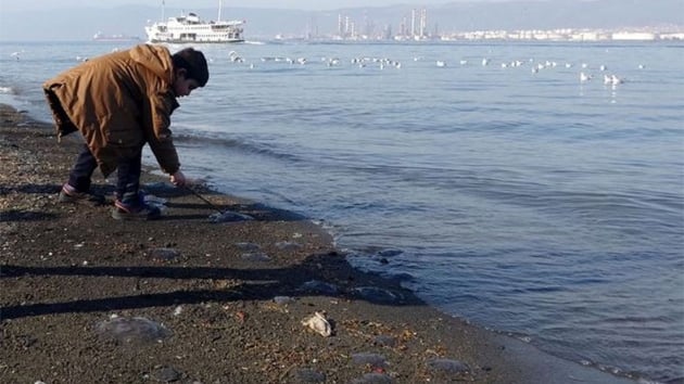 Denizanas lmleriyle ilgili nemli aklama: Kirlilikle hibir ilgisi yok