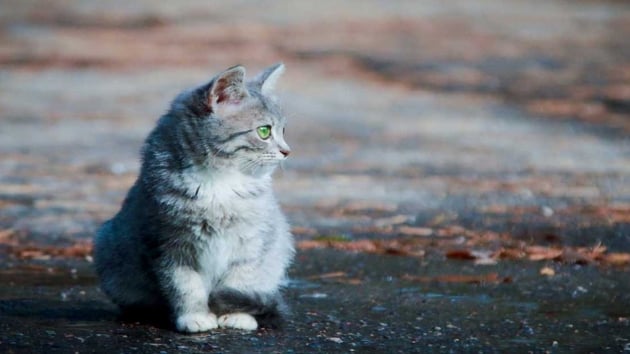 Kayseri'de gz kapaklar yaklm kedi bulundu 