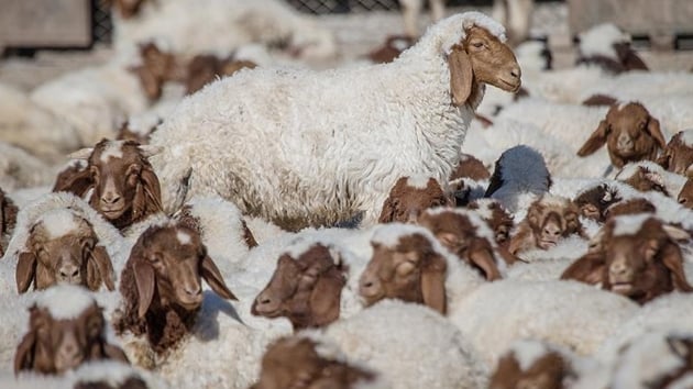 Suriye snrnda yetitirilen koyunlardan retilen st rnleri ABD olmak zere farkl lkelere ihra ediliyor